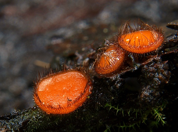 štítovnička Scutellinia sp.