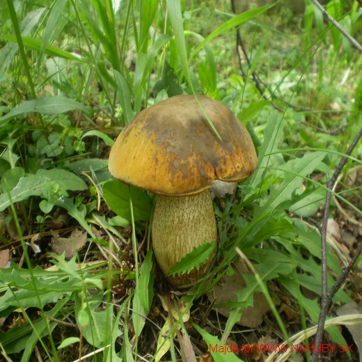 hríb zrnitohlúbikový Sutorius luridiformis (Rostk.) G. Wu & Zhu L. Yang