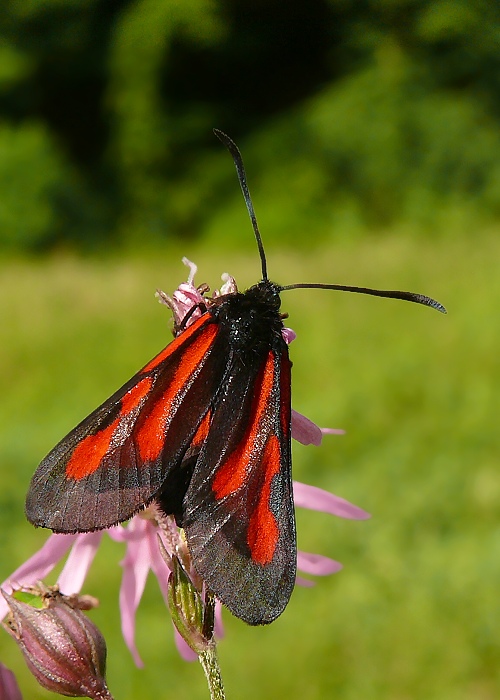 vretienka hrachorová  Zygaena osterodensis