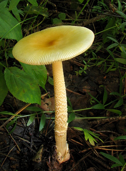 muchotrávka oranžová Amanita crocea (Quél.) Singer