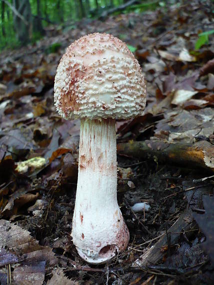 muchotrávka červenkastá  Amanita rubescens  Pers.