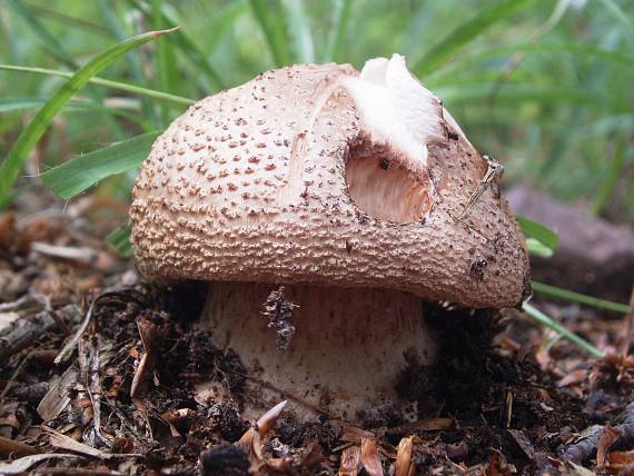 muchotrávka červenkastá Amanita rubescens Pers.