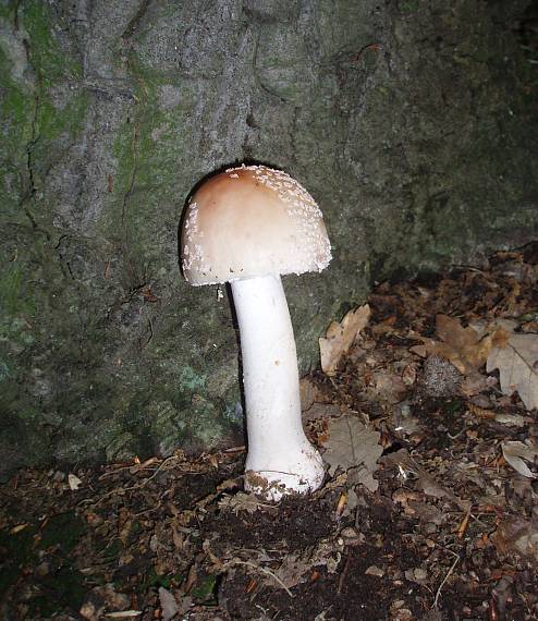 muchotrávka Amanita sp.