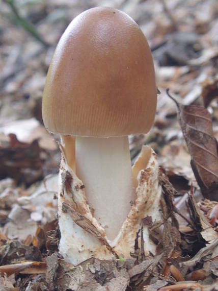 muchotrávka pošvatá? Amanita vaginata?