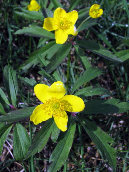 veternica iskerníkovitá Anemone ranunculoides L.