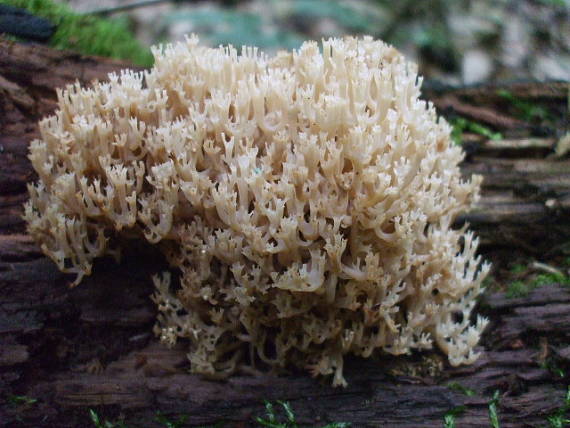 korunovec svietnikovitý Artomyces pyxidatus (Pers.) Jülich