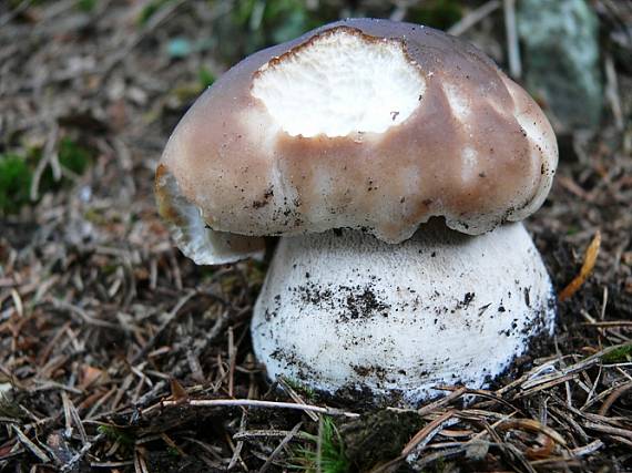 hríb smrekový  Boletus edulis  Bull.