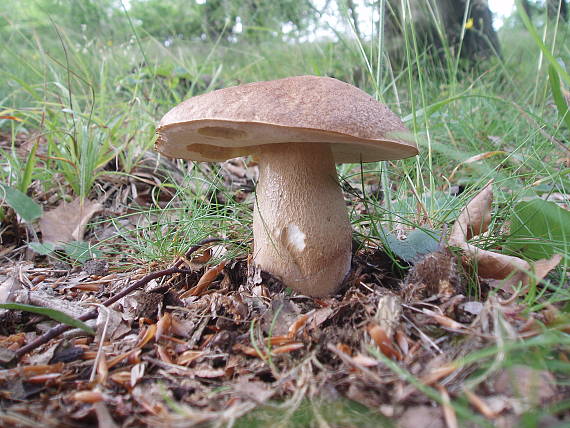 hríb smrekový Boletus edulis Bull.