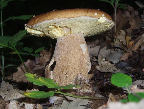 hríb dubový Boletus reticulatus Schaeff.