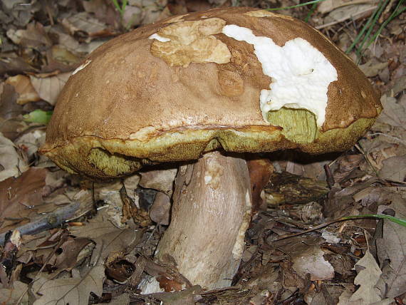 hríb dubový Boletus reticulatus Schaeff.