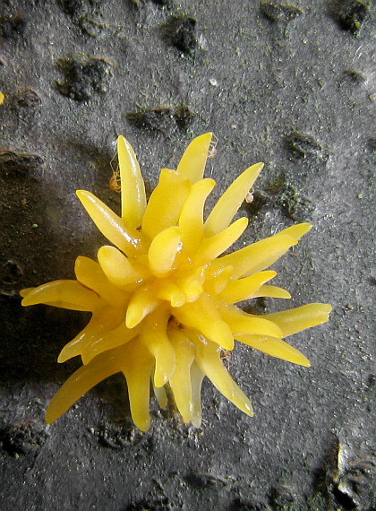 parôžkovec malý Calocera cornea (Fr.) Loud.