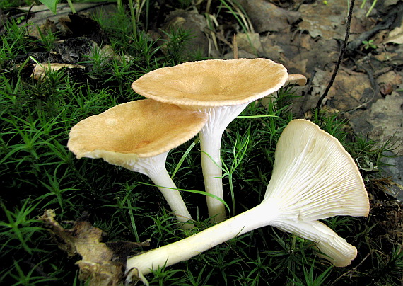 strmuľka lievikovitá Clitocybe gibba (Pers.) P. Kumm.