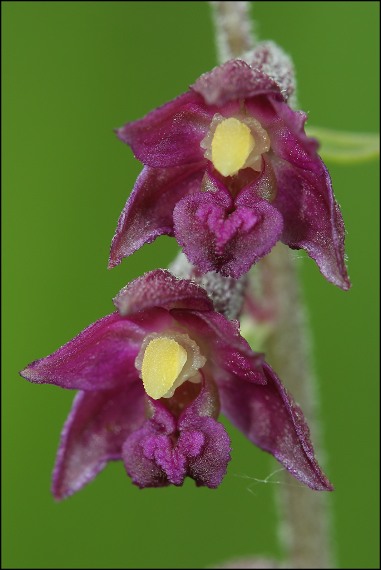 kruštík tmavočervený pravý Epipactis atrorubens subsp. atrorubens (Hoffm.) Besser