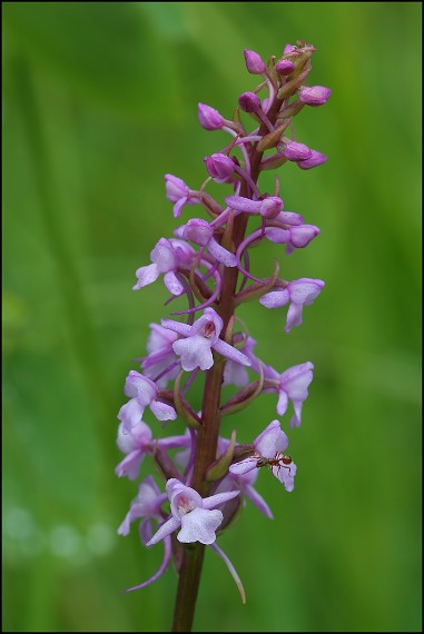 päťprstnica obyčajná Gymnadenia conopsea (L.) R. Br.