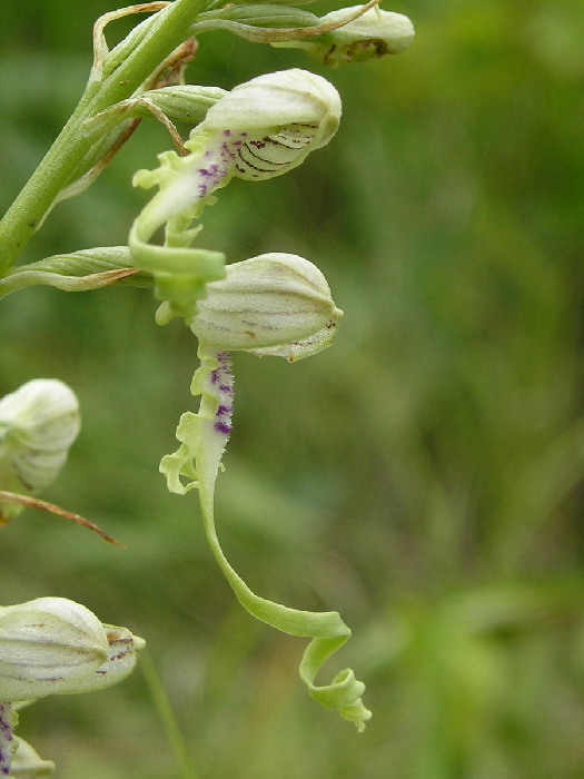 jazýčkovec jadranský Himantoglossum adriaticum H. Baumann