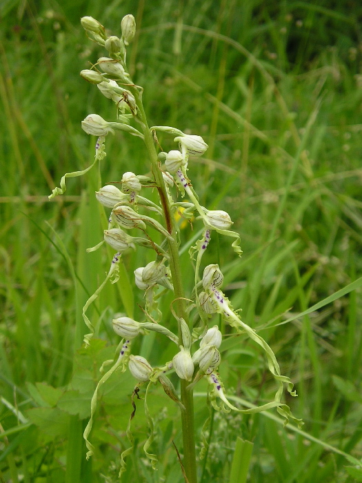 jazýčkovec jadranský Himantoglossum adriaticum H. Baumann