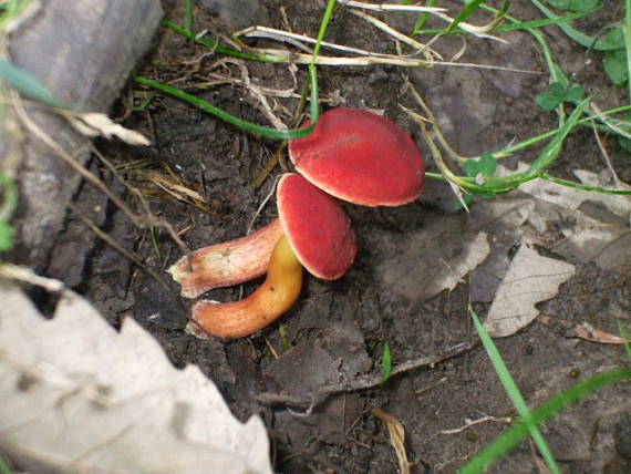 suchohríb karmínový Hortiboletus rubellus (Krombh.) Simonini, Vizzini & Gelardi