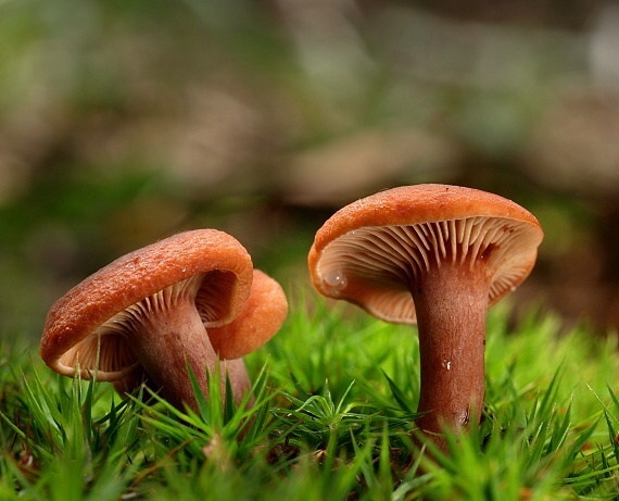 rýdzik Lactarius sp.