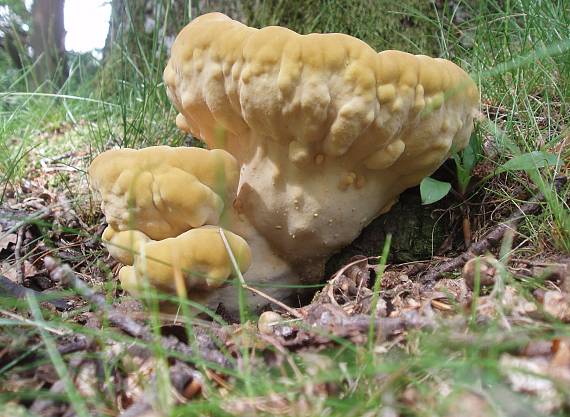 sírovec obyčajný Laetiporus sulphureus (Bull.) Murrill