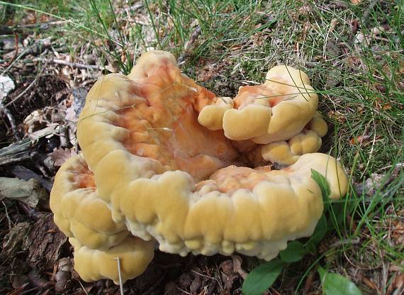 sírovec obyčajný Laetiporus sulphureus (Bull.) Murrill