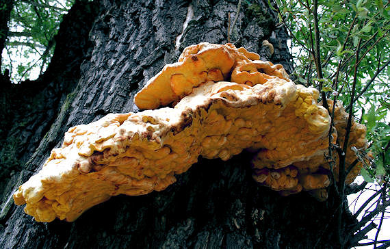 sírovec obyčajný Laetiporus sulphureus (Bull.) Murrill