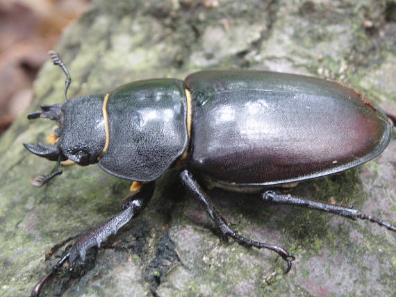 roháč obyčajný Lucanus cervus