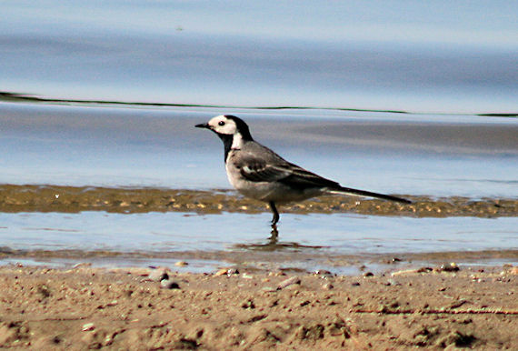 trasochvost biely Motacilla alba