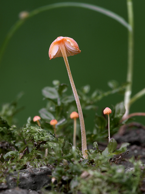 prilbička ihličková Mycena acicula ?