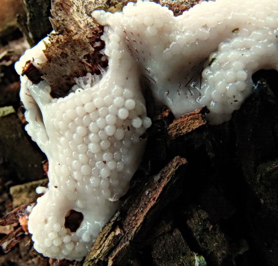 slizovka Myxomycetes