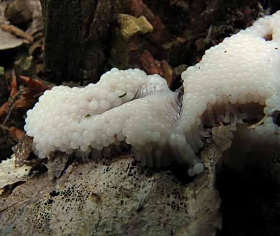 slizovka Myxomycetes