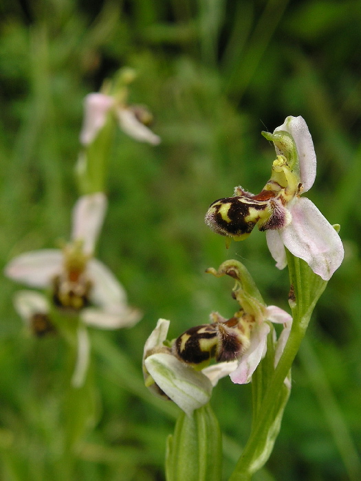 hmyzovník včelovitý Ophrys apifera Huds.