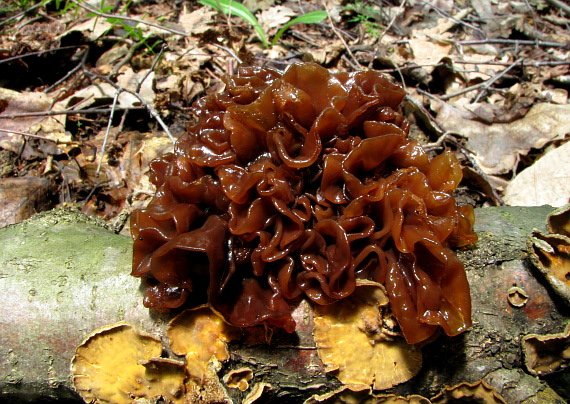 rôsolovka Phaeotremella frondosa (Fr.) Spirin & V. Malysheva