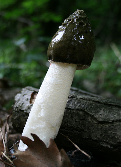 hadovka smradľavá Phallus impudicus L.