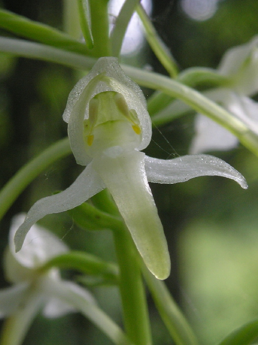 vemenník zelenkastý Platanthera chlorantha (Custer) Reinchenb.