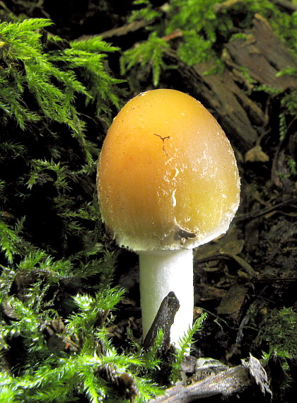 drobuľka Candolleova Psathyrella candolleana (Fr.) Maire