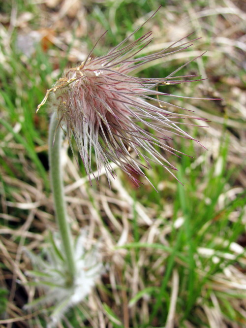 poniklec obyčajný veľkokvetý  Pulsatilla grandis Wender.