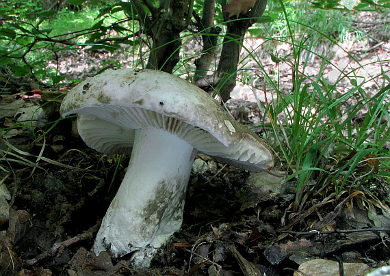 plávka černejúca Russula nigricans Fr.