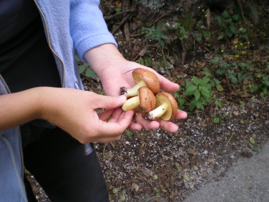 masliak zrnitý Suillus granulatus (L.) Roussel