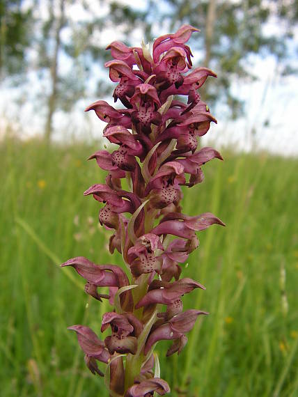 červenohlav  ploštičný Anacamptis coriophora (L.) R. M. Bateman, A. M. Pringeon & M. W. Chase