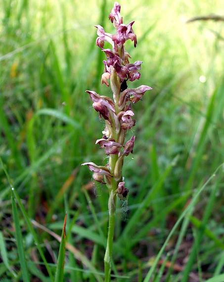 červenohlav ploštičný Anacamptis coriophora (L.) R. M. Bateman, A. M. Pringeon & M. W. Chase