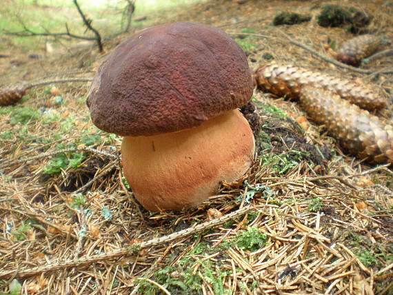 hríb sosnový Boletus pinophilus Pil. et Dermek in Pil.