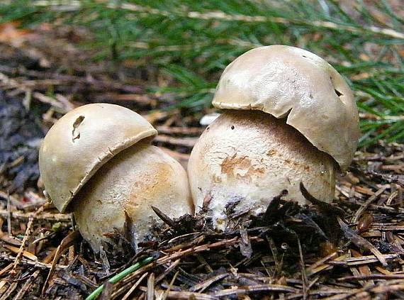 hríb dubový Boletus reticulatus Schaeff.