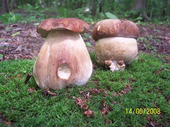 hríb dubový Boletus reticulatus Schaeff.