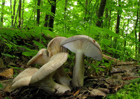 rýdzik kruhovaný Lactarius circellatus Fr.