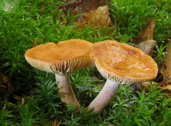 rýdzik Lactarius sp.