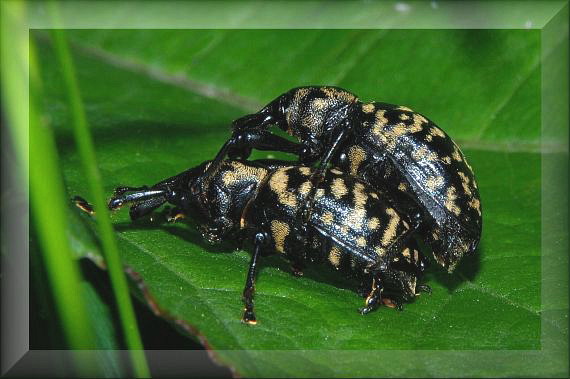 tvrdoň deväťsilový Liparus glabrirostris