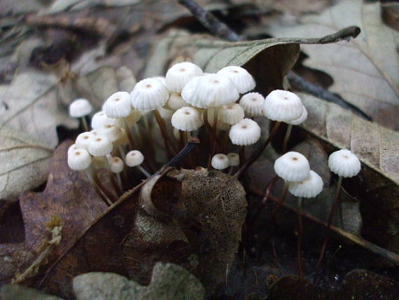 tanečnica Marasmius sp.