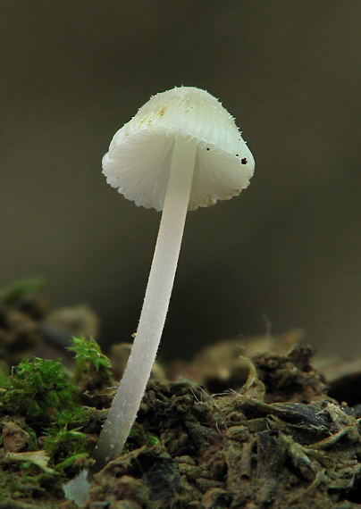 prilbička diskovitá Mycena stylobates (Pers.) P. Kumm.