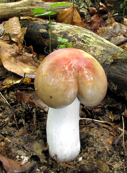 plávka mandľová Russula vesca Fr.