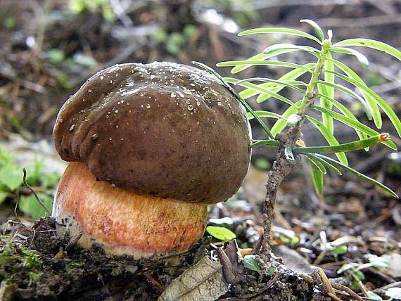 hríb zrnitohlúbikový Sutorius luridiformis (Rostk.) G. Wu & Zhu L. Yang